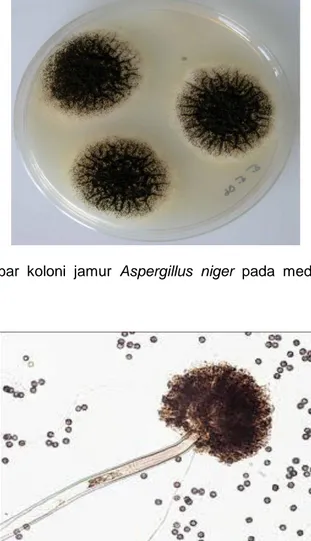 Gambar  2.3.  gambar  koloni  jamur  Aspergillus  niger  pada  media  PDA  (Sumber: 