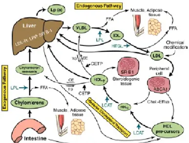 Gambar 3. Jalur Metabolisme Lipoprotein 2.2.3 Jalur metabolisme eksogen