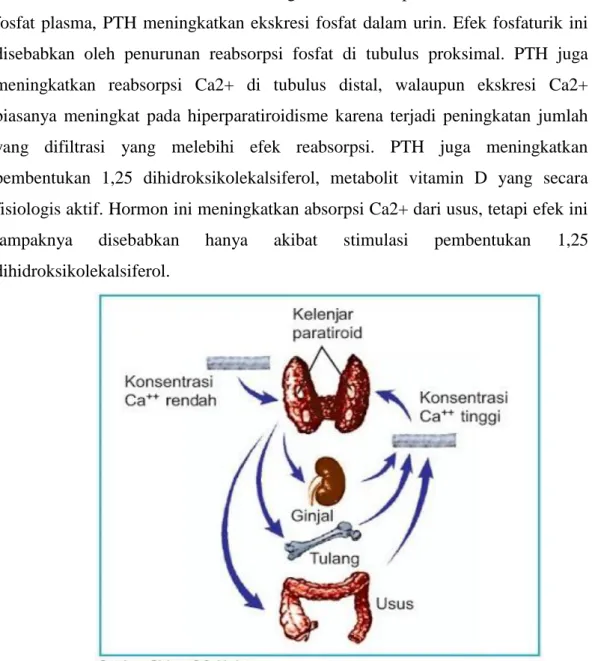 Gambar 3. Mekanisme pengendalian kadar kalsium darah oleh  parathormon 