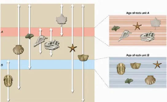 Gambar 9-4  Gambar kiri memperlihatkan sebaran berbagai jenis fosil dengan interval  waktu yang bersifat diskrit dan gambar kanan adalah kumpulan fosil yang  terdapat dalam lapisan A dan lapisan  B