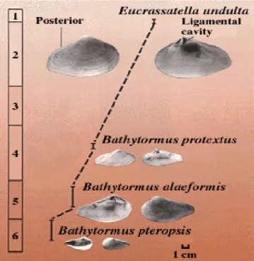Gambar  9-7  Perkembangan fosil yang memerlihatkan hubungan fosil asal  dengan fosil turunannya (ancestor-descendant)  pada tingkat  spesies
