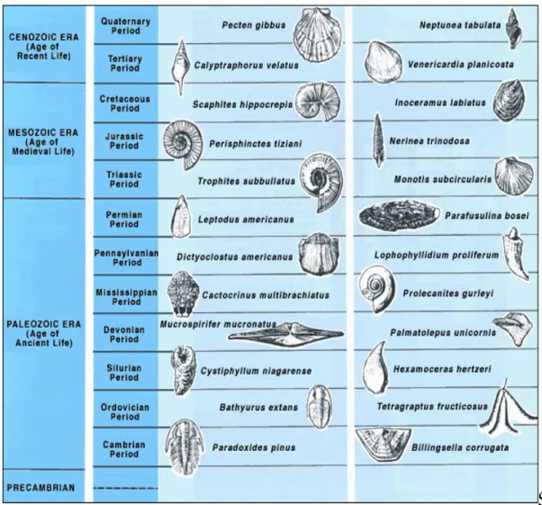 Gambar 9-2   Contoh Fosil Indek yang dipakai sebagai kunci pada skala waktu geologi relatif,  bentuk bentuk kehidupan yang hadir selama periode waktu geologi yang terbatas  yang dipakai sebagai pedoman dalam  penentuan umur batuan dimana fosil  tersebut te