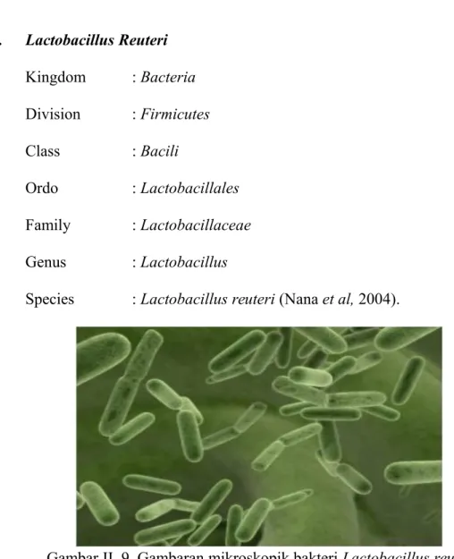 Gambar II. 9. Gambaran mikroskopik bakteri Lactobacillus reuteri Lactobacillus   reuteri  merupakan   bakteri   heterofermentatif   yang   hidup   di saluran   pencernaan   manusia   dan   hewan   serta   diyakini   merupakan   salah   satu spesies  Lactob