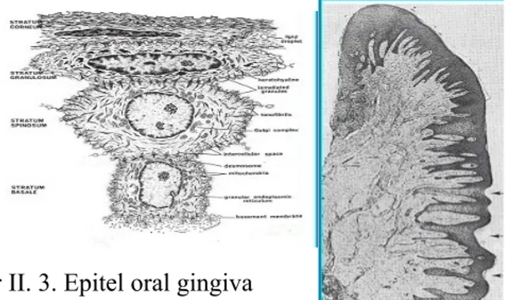 Gambar II. 3. Epitel oral gingiva