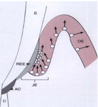 Gambar II. 4. Epitel Penyatu e) Pembaharuan gingiva