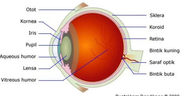 Gambar 2.9 Anatomi Mata 