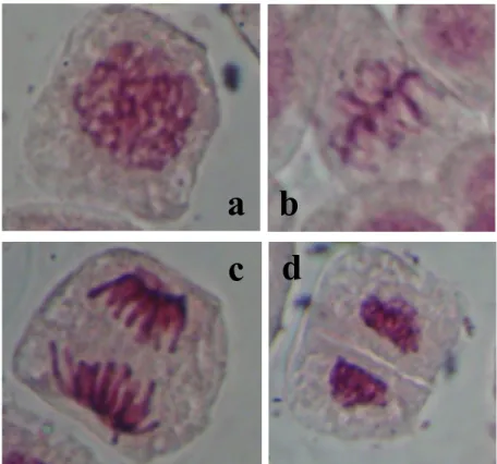 Gambar 4. Fase-Fase dalam Pembelahan Mitosis pada Akar Bawang Merah a. profase   b. metafase    c