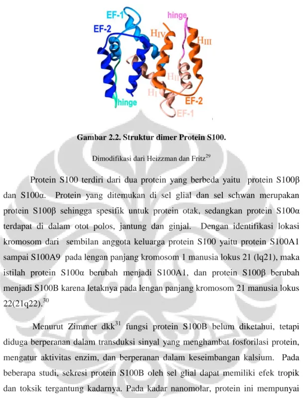 Gambar 2.2. Struktur dimer Protein S100. 