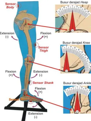 Gambar 5. Model Statis Lower Limb untuk Pengujian Persamaan  Joint Angles