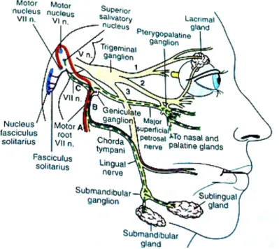 Gambar 3. The facial nerve.
