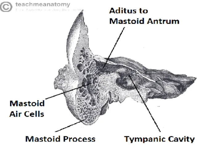 Gambar 5. Tulang mastoid 