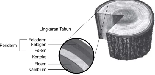Gambar 7. Titik tumbuh sekunder pada batang