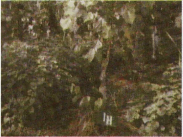Gambar 2. Tumpangsari lada dengan nilam 