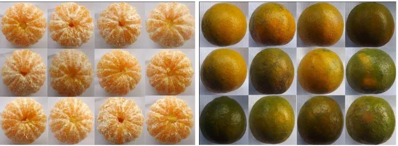 Gambar 6. Karakter morfologis bentuk buah jeruk di Desa Suka 
