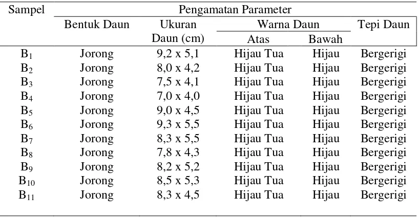 Tabel 7. Karakter-karakter morfologis daun 