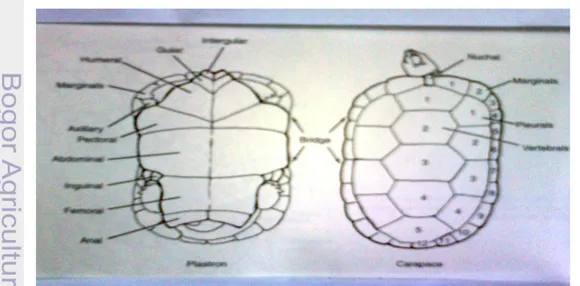 Gambar 1  Bagian pastron dan karapas kura-kura. 