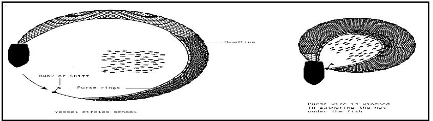 Figure 3.5 The pole and line fishing method 