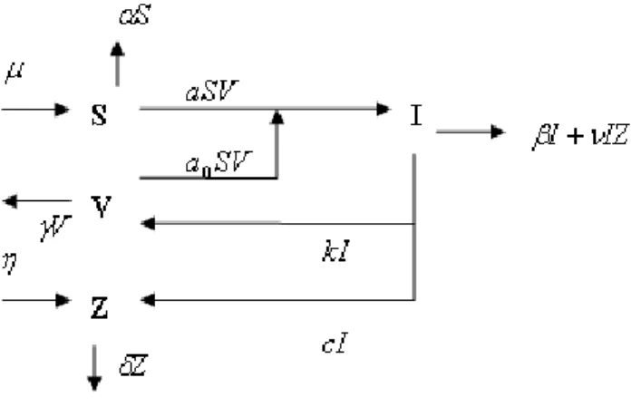 Diagram transmisi untuk model ini dapat dilihat pada gambar berikut.