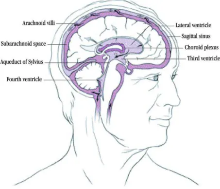 Gambar . Cairan cerebrospinalis  (www.hydroassoc.org) 