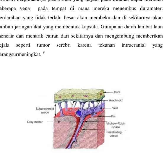 Gambar : lapisan pelindung otak 