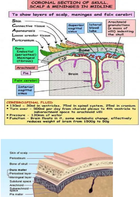 Gambar . SCALP 
