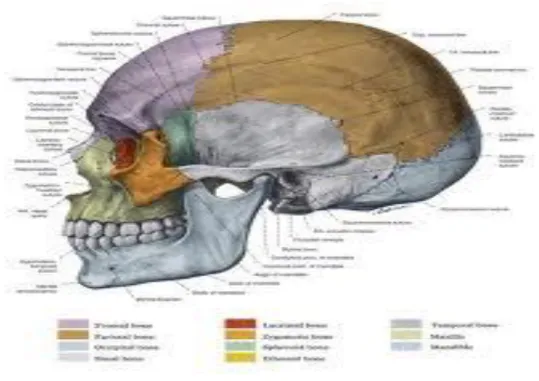 Gambar . Calvaria 