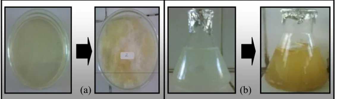 Gambar  5.2  Penampakan  visual  peremajaan  jamur  Daedaleopsis  eff.  confragosa setelah 7 hari inkubasi pada  media (a) PDA dan (b) Czapex cair 