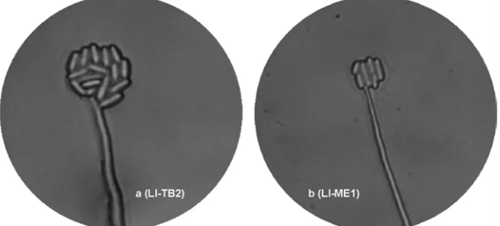Gambar 3. Perbedaan jumlah konidia L. lecanii yang diproduksi oleh setiap tangkai konidiofor pada isolat yang virulen (a) dan isolat yang kurang virulen (b).