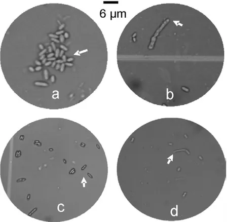 Gambar 5. Ukuran konidia dan tabung kecambah L. lecanii yang terbentuk pada isolat yang virulen (a &amp; b) isolat yang kurang virulen (c &amp; d).