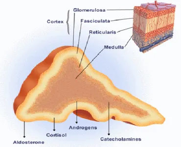 Gambar 4. Struktur Kelenjar Adrenal 