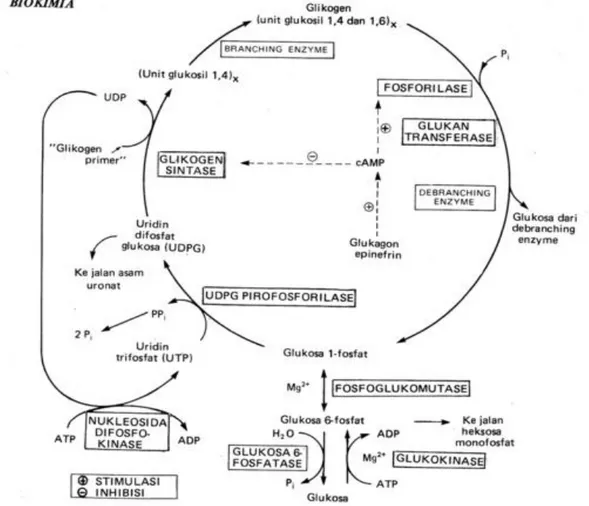Gambar 4. Siklus Glikogenesis dan Glikogenolisis 4