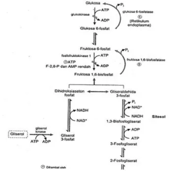 Gambar 7. Sintesis Glukosa dari Gliserol 3 4.3 Sintesis Glukosa dari Asam Amino 