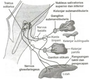 Gambar 2 : Pengaturan sekresi saliva melalui saraf