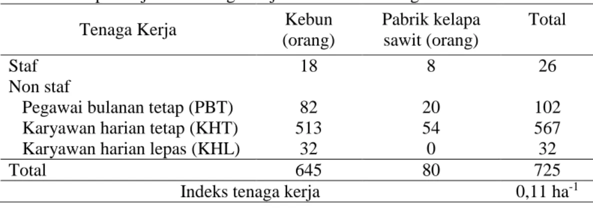 Tabel 1 Komposisi jumlah tenaga kerja Kebun Sei Batang Ulak PT CLP 