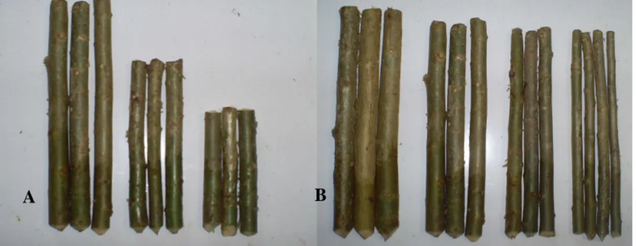 Gambar 1. A : ukuran panjang stek (dari kiri ke kanan, panjang stek batang 30, 25, dan 20 cm)