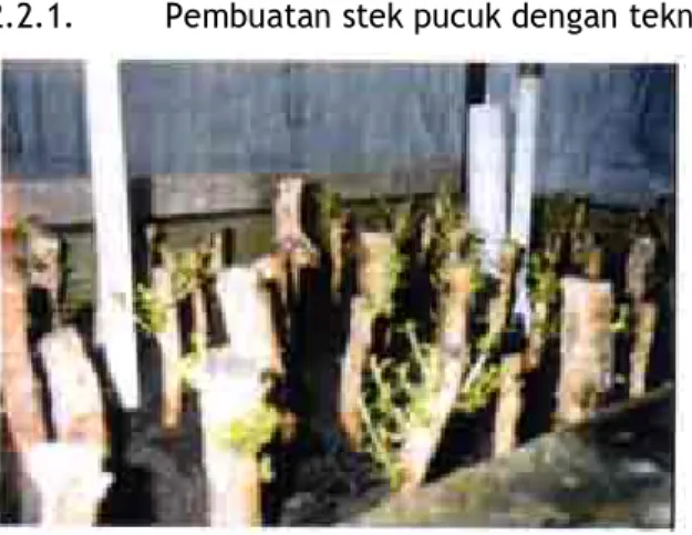 Gambar 4. Rejuvinasi stek cabang