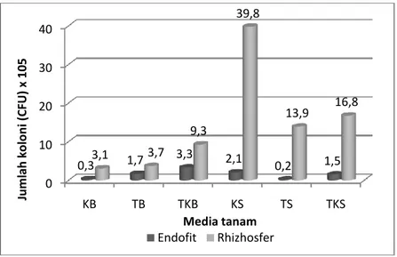 Gambar  2.    Dinamika  populasi  bakteri  endofit  dan  rhizosfer  yang diisolasi dari tanaman jagung dengan media  tanam dan varietas berbeda 