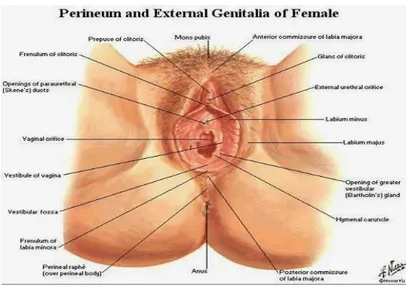 Gambar 2.1. Anatomi Vulva 7 