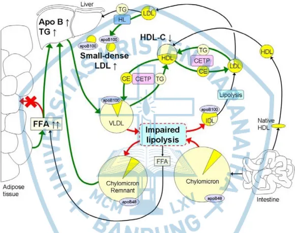 Gambar 1.1 Obesitas menginduksi Perubahan Metabolisme Lipoprotein 15