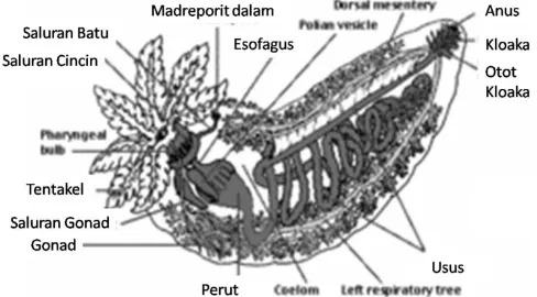 Gambar 2.4 Anatomi Hidrogel teripang (Stichopus variegatus) (Martoyo dkk., 2007)  