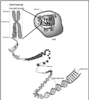Gambar  1 Lokasi DNA di dalam sel. 
