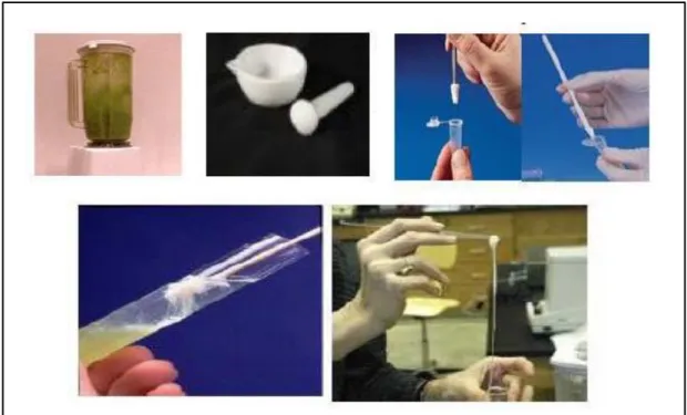 Gambar  2    Proses  isolasi  DNA  skala  besar  menggunakan  blender,  skala  menengah  menggunakan  mortar,  dan  skala  kecil  menggunakan  grinder  (plastic  pestle)  langsung  di  tabung  1,5  ml
