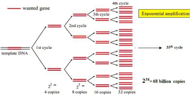 Gambar 1 Skema amplifikasi DNA dalam proses PCR mengikuti fungsi eksponensial. 