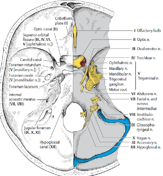 Gambar 5. Tempat keluarnya nervus fasialis dari kranium 1