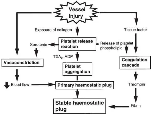 Gambar. 3. Diagram alir mewakili peristiwa besar dalam proseshemostasis keseluruhan. (diambil dari buku hemostasis dan thrombosisprotocols, Perry,DJ
