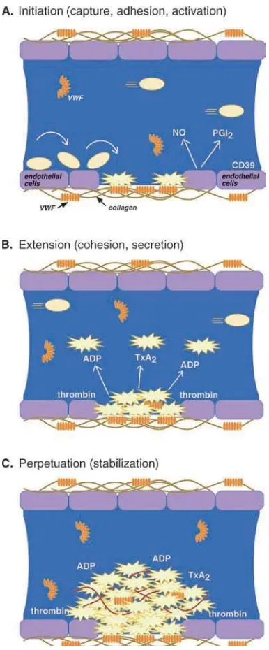 GAMBAR 2. Langkah-langkah dalampembentukan sumbat thrombus .Sebelum cedera vaskular , aktivasi plateletditekan endothelial cell-derived inhibitoryfactors