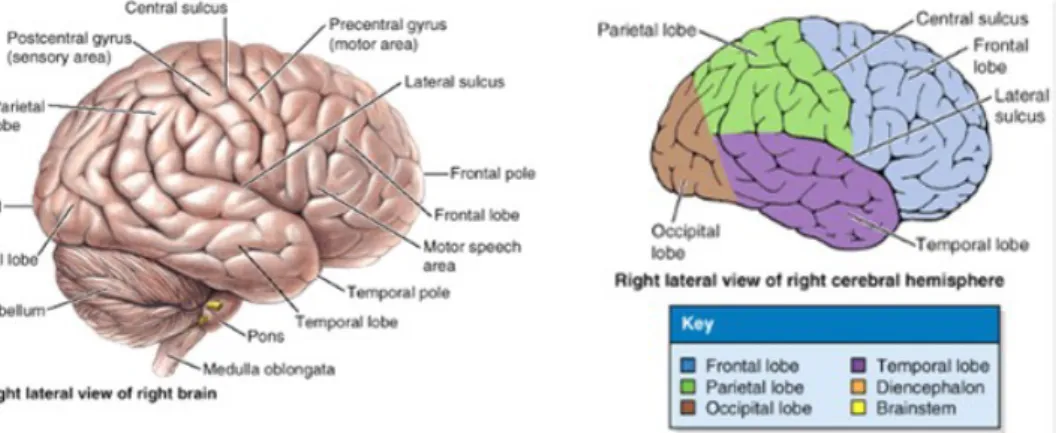 Gambar 1. Anatomi lobus-lobus cerebri