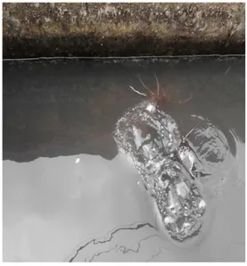 Gambar 5. Ikan warga yang dipelihara  di Selokan yang dialiri  limbah Laboratorium 