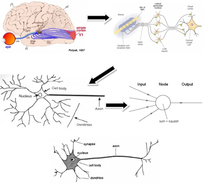 Gambar 1.1 Struktur dasar jaringan saraf tiruan dan Struktur sederhana sebuah  neuron