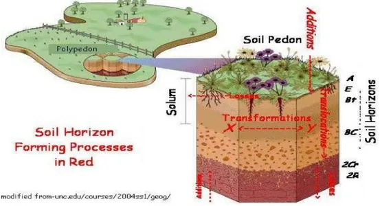 Gambar 1. Hubungan antara profil tanah, solum, pedon dan polipedon.